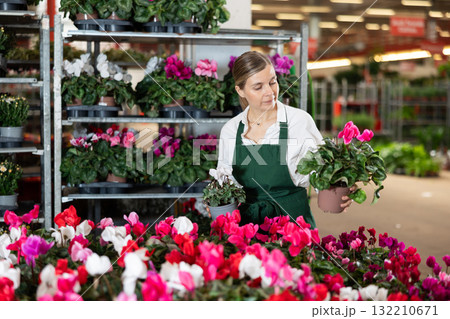 Large supply of cyclamen blossom plants in warehouse flower shop, female employee work with goods 132210671
