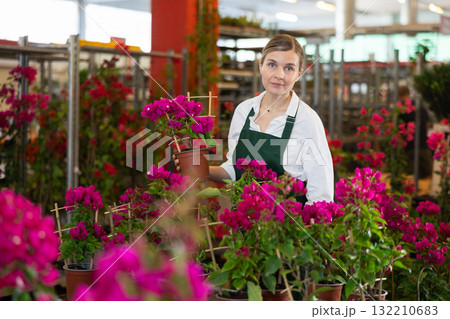 In store, positive gardening female worker inspects young bougainvillea plants after treatment In store, positive gardening female worker inspects young bougainvillea plants after treatment 132210683