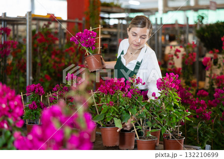 Female flower shop employee tends to bougainvillea flowers indoor Female flower shop employee tends to bougainvillea flowers indoor 132210699