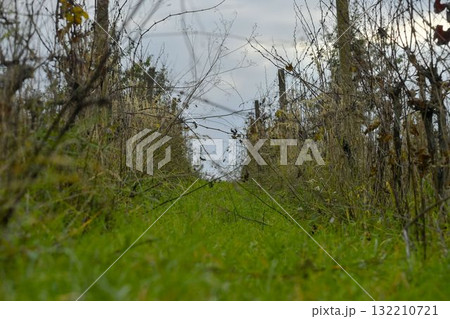 View of a rundown grapevineyard. A very badly maintained vineyard. The concept of autumn and the approaching winter. Shallow depth of field. Macro image, close-up. View of a rundown grapevineyard. A very badly maintained vineyard. The concept of autumn and the approaching winter. Shallow depth of field. Macro image, close-up. 132210721
