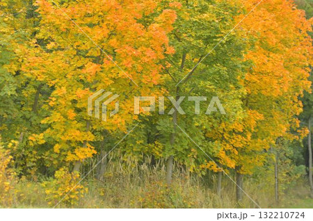 View of colorful trees in autumn. Autumn colors on trees and leaves. Golden autumn foliage on a tree. Concept of fall and approaching winter. Shallow depth of field. Macro image, close-up. View of colorful trees in autumn. Autumn colors on trees and leaves. Golden autumn foliage on a tree. Concept of fall and approaching winter. Shallow depth of field. Macro image, close-up. 132210724