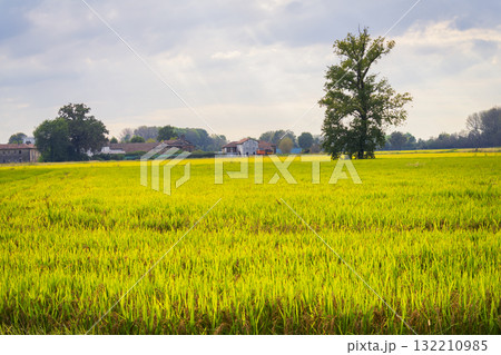 A vast golden rice field at sunrise and background farm A vast golden rice field at sunrise and background farm 132210985