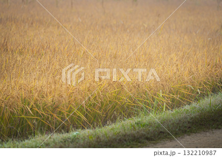 Golden yellow rice ears of rice growing in autumn paddy field Golden yellow rice ears of rice growing in autumn paddy field 132210987