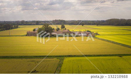 Aerial view of a vast golden rice fields in autumn in the middle big farm 132210988