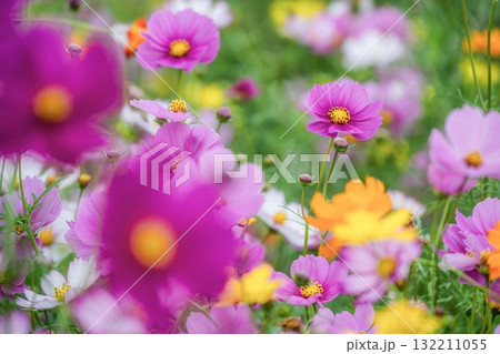 コスモス咲き誇る秋の風景 132211055