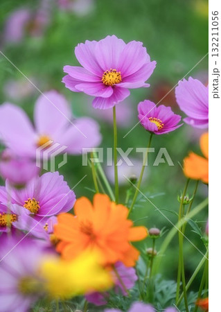 コスモス咲き誇る秋の風景 132211056