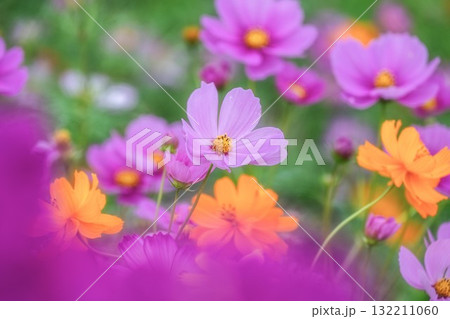 コスモス咲き誇る秋の風景 132211060