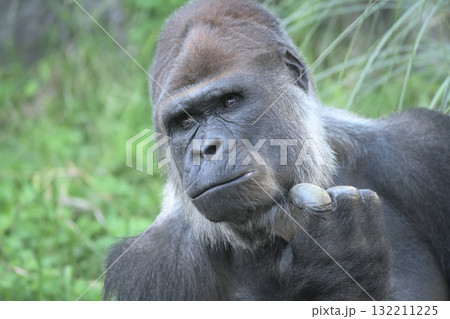 君は面白いことを言うね、と身を乗り出すゴリラ 132211225