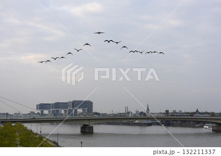 A bird key flies over the Rhine in Cologne A bird key flies over the Rhine in Cologne 132211337