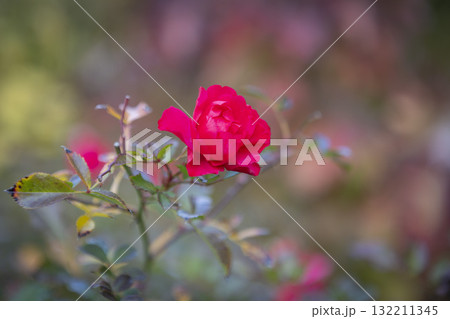 Red rose in the autumn 132211345