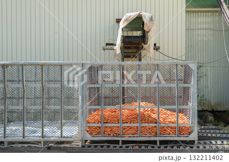 【北海道　人参の洗浄】 132211402