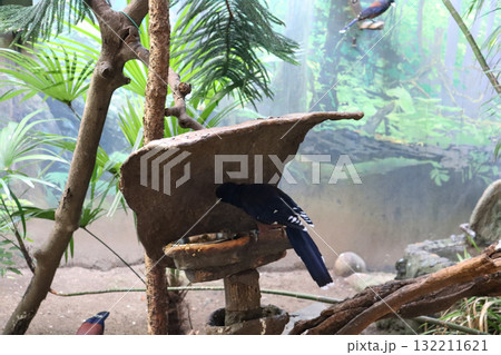 緑の中に映えるルリカケスの青 緑の中に映えるルリカケスの青 132211621