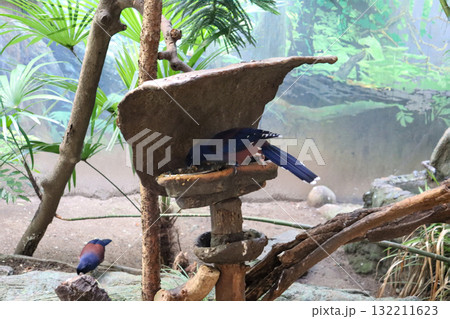 緑の中に映えるルリカケスの青 132211623