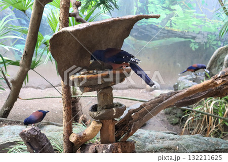 緑の中に映えるルリカケスの青 132211625