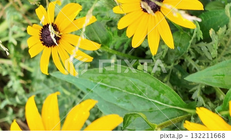 Rudbeckia hirta, commonly called black-eyed Susan and yellow coneflower, is a North American flowering plant in the family Asteraceae. It grows to 1 metre tall with daisy-like yellow flower heads 132211668