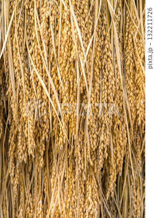 稲架掛けされた稲 132211726