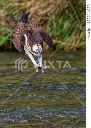 川にダイブするミサゴ、縦位置 132211989