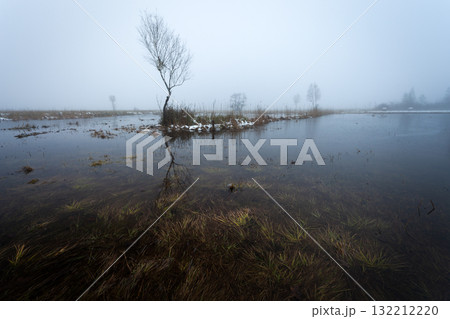 Trees in the fog in the swamps 132212220