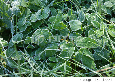 Frost on leaves and grass Frost on leaves and grass 132212221