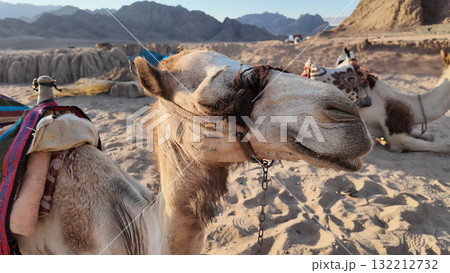 Close-up of a camel, desert near Sharm el Sheikh, Egypt 132212732