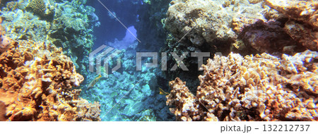 Underwater seascape on the coral reef in Red Sea, Egypt Underwater seascape on the coral reef in Red Sea, Egypt 132212737
