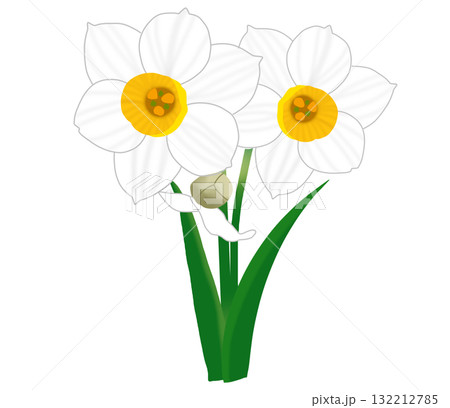 冬に美しく咲く白い水仙と蕾 132212785
