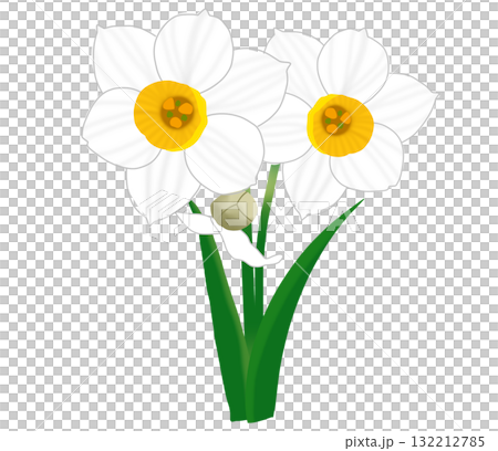冬に美しく咲く白い水仙と蕾 132212785