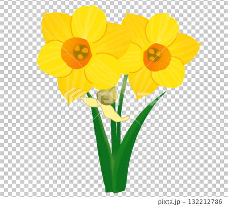 Yellow daffodils and buds blooming beautifully in winter Yellow daffodils and buds blooming beautifully in winter 132212786