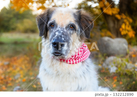 Big dog in bright red and white plaid scarf 132212890