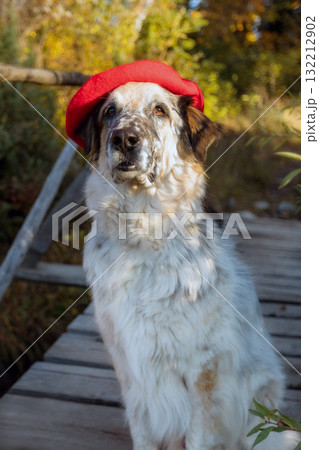 Big dog in bright red beret in autumn park 132212902