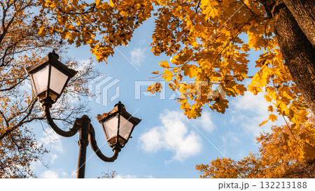 Golden Lamps Beneath Autumn Canopy and Blue Sky Golden Lamps Beneath Autumn Canopy and Blue Sky 132213188