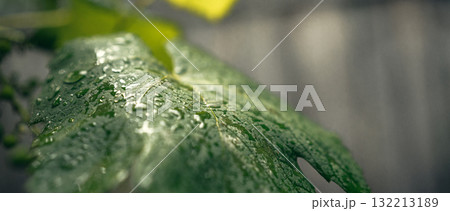 Green Grape Leaves with Dew Drops 132213189