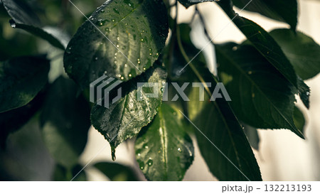 Cherry Tree Leaves in Summer Light Cherry Tree Leaves in Summer Light 132213193