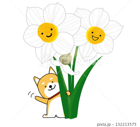 白い水仙の後ろでうれしそうに手を振るしばいぬ 132213575