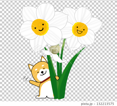 白い水仙の後ろでうれしそうに手を振るしばいぬ 132213575