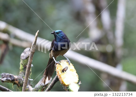 オジロオナガフウチョウ 132213734