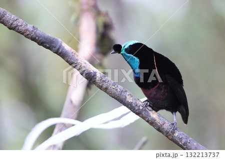 オジロオナガフウチョウ 132213737