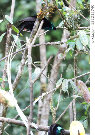 オジロオナガフウチョウ 132213740