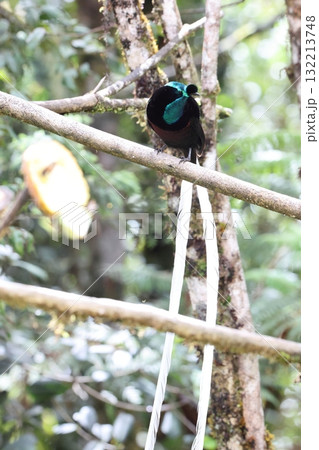 オジロオナガフウチョウ 132213748