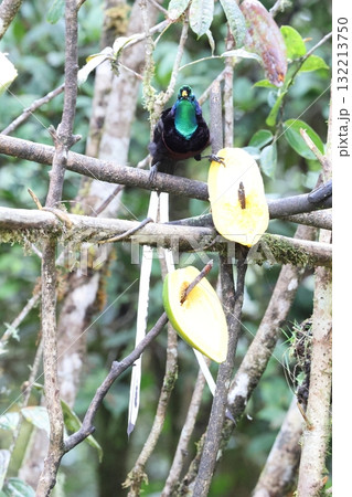 オジロオナガフウチョウ 132213750