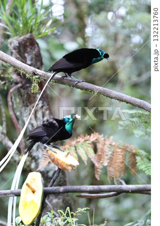オジロオナガフウチョウ 132213760