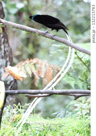 オジロオナガフウチョウ オジロオナガフウチョウ 132213763