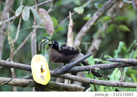 チャイロカマハシフウチョウ チャイロカマハシフウチョウ 132213803