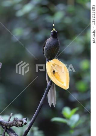 チャイロカマハシフウチョウ 132213805