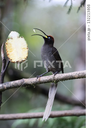 チャイロカマハシフウチョウ チャイロカマハシフウチョウ 132213808