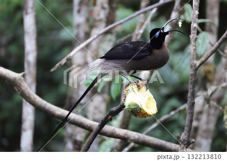 チャイロカマハシフウチョウ 132213810