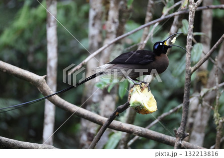 チャイロカマハシフウチョウ チャイロカマハシフウチョウ 132213816