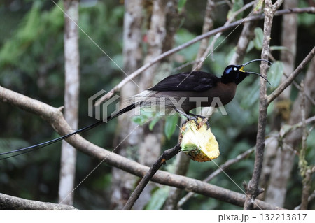 チャイロカマハシフウチョウ チャイロカマハシフウチョウ 132213817