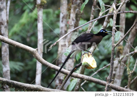 チャイロカマハシフウチョウ チャイロカマハシフウチョウ 132213819