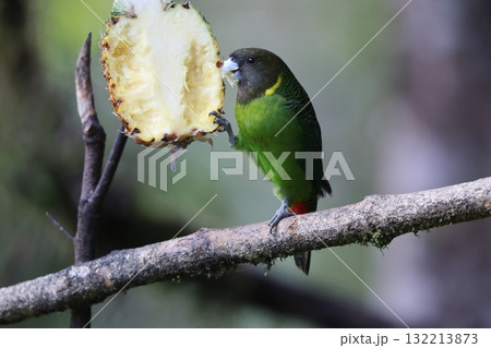 キクビワインコ 132213873